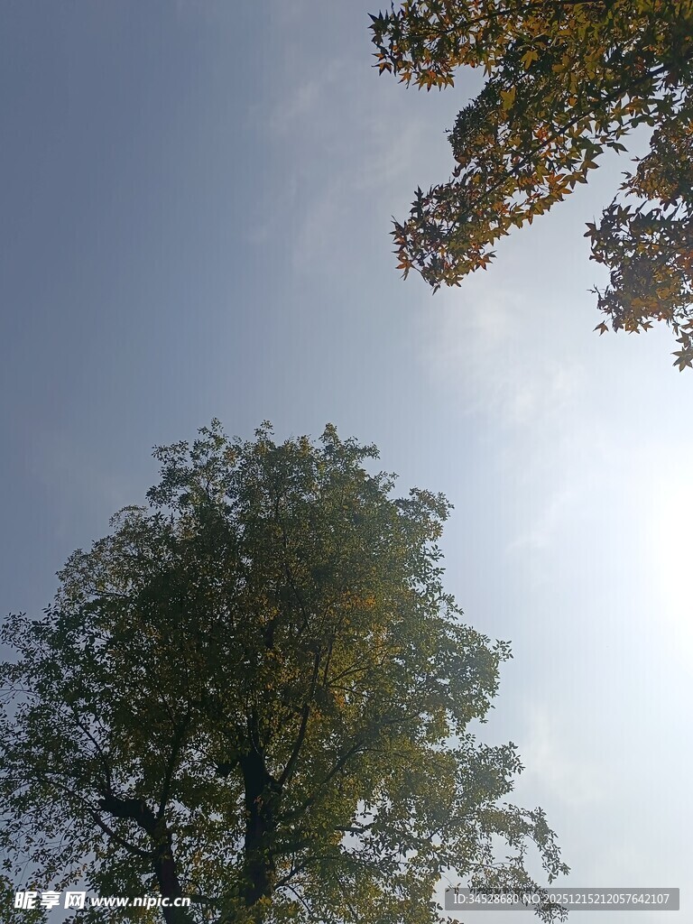 仰望秋日树梢与蓝天