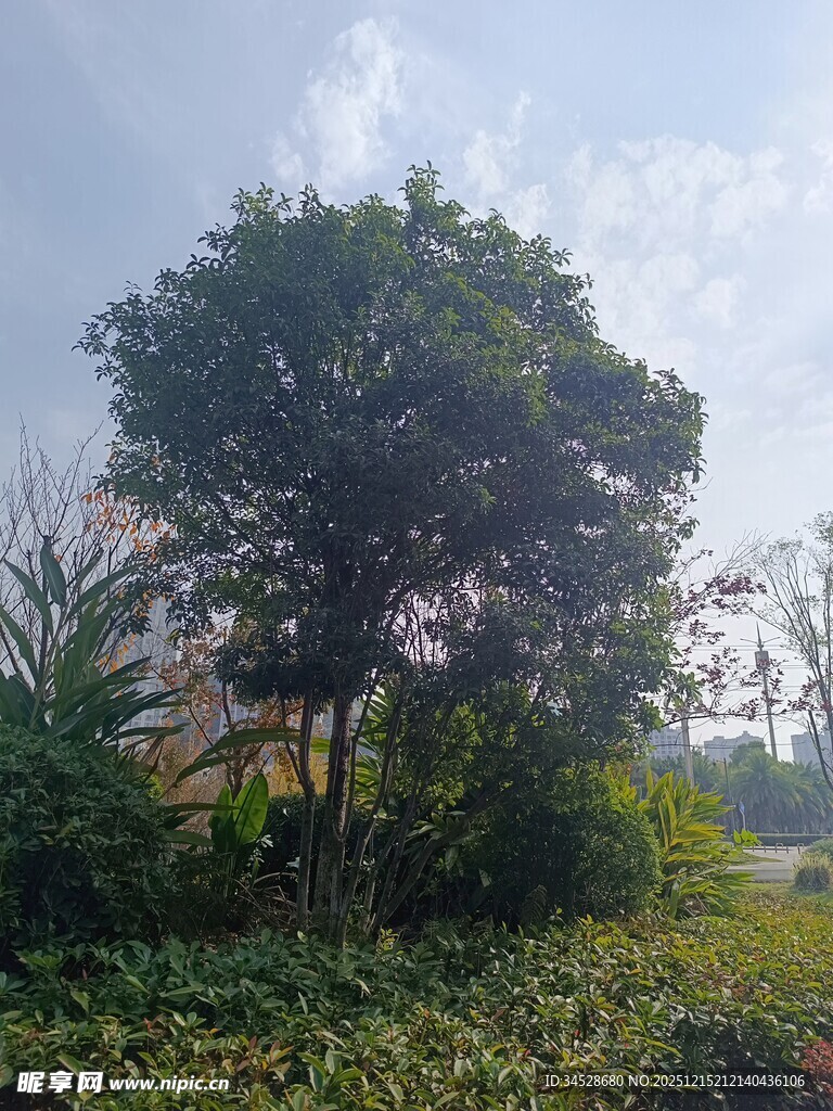 田野中的葱郁大树