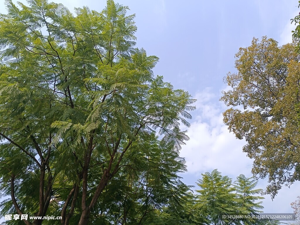 仰视葱郁树木与蓝天