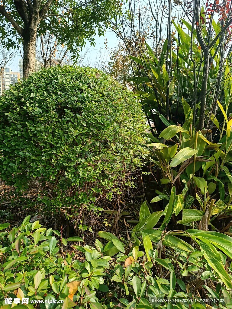 绿意盎然的园林植物景观