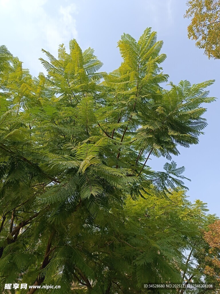 绿叶繁茂的树木