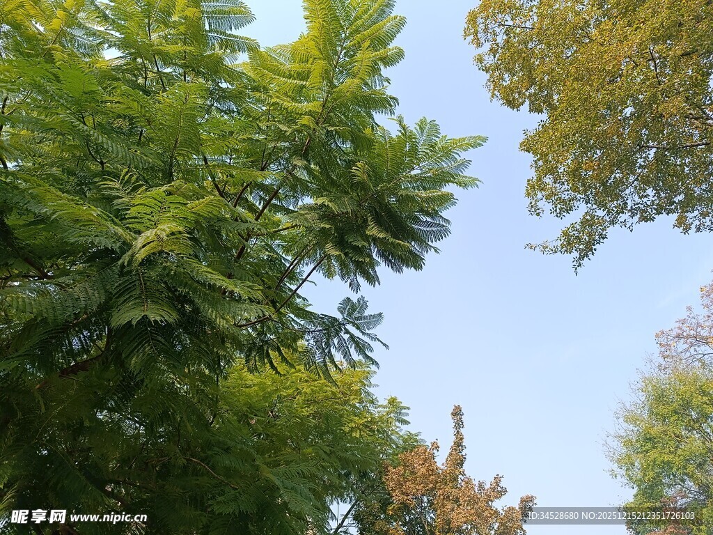 夏日绿树蓝天景致