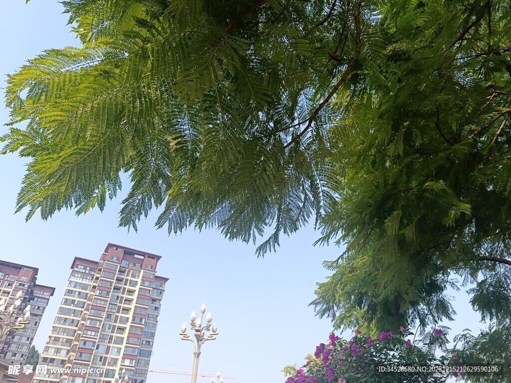 绿树掩映下的城市高楼