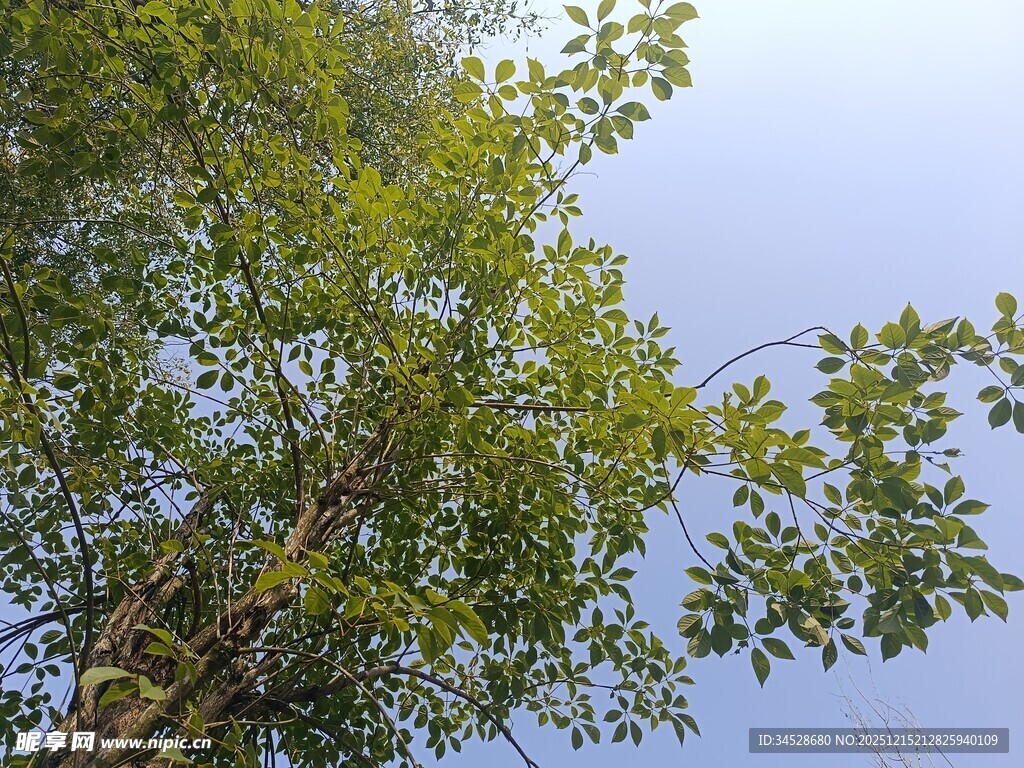 仰视绿树蓝天的清新景象
