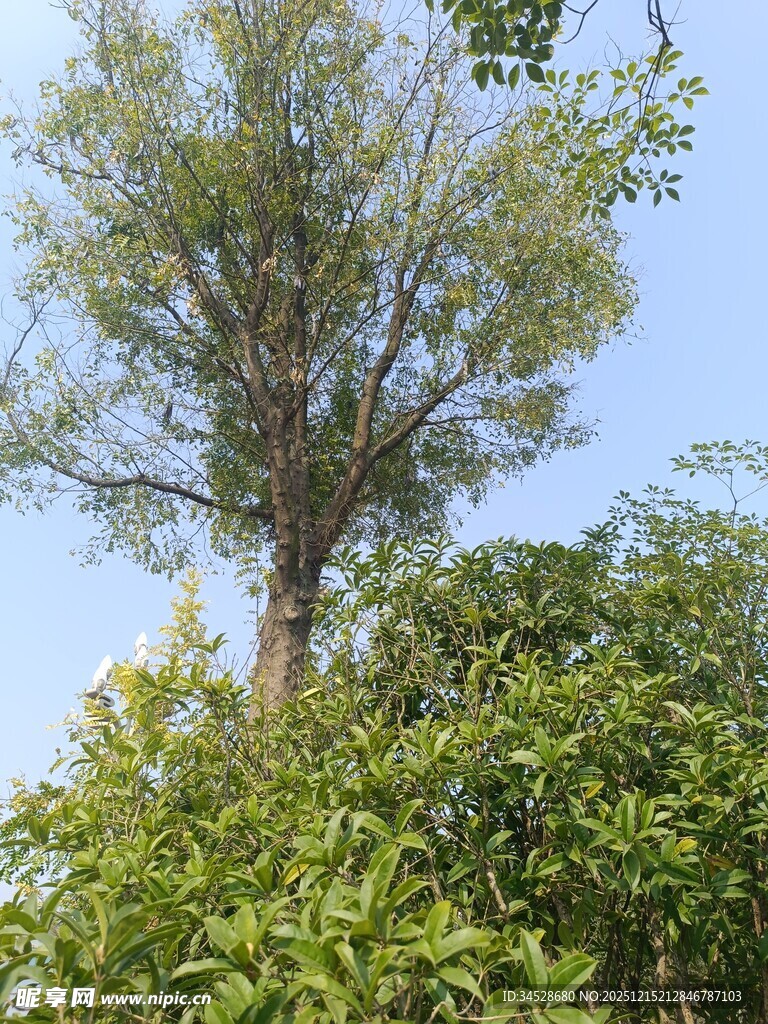 蓝天绿树间的挺拔树木