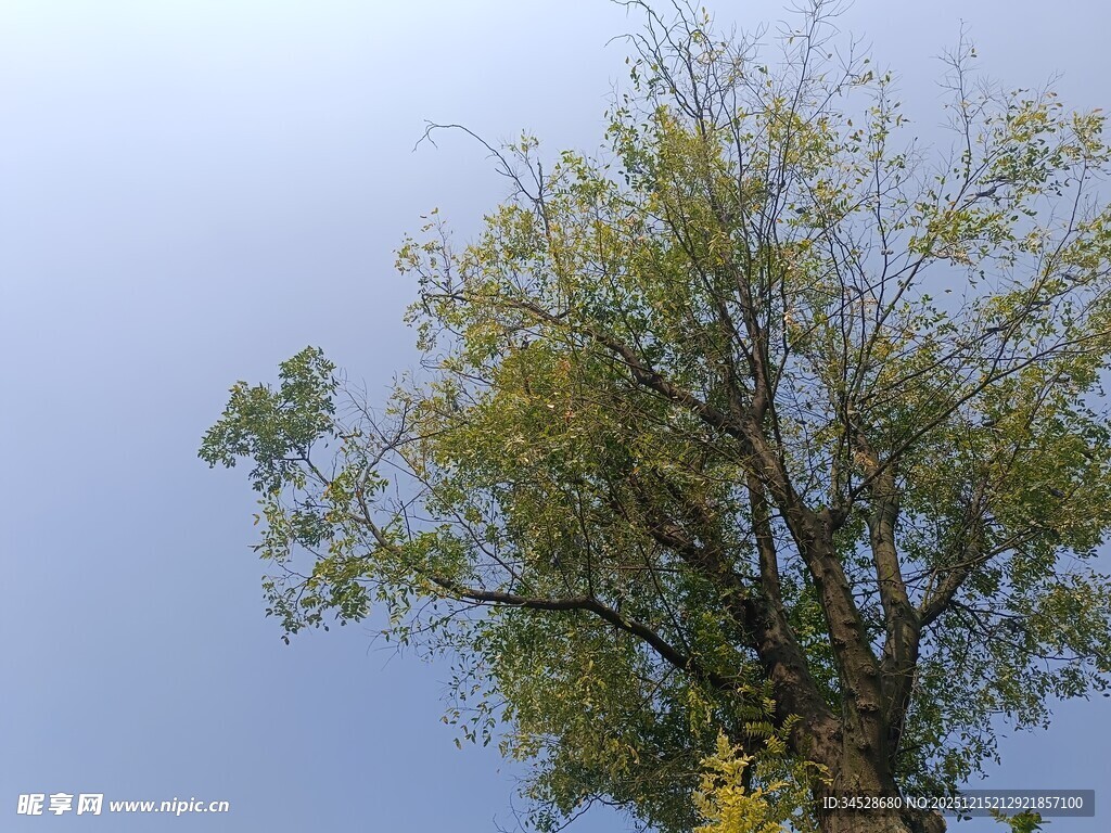 蓝天映衬下的葱郁树木