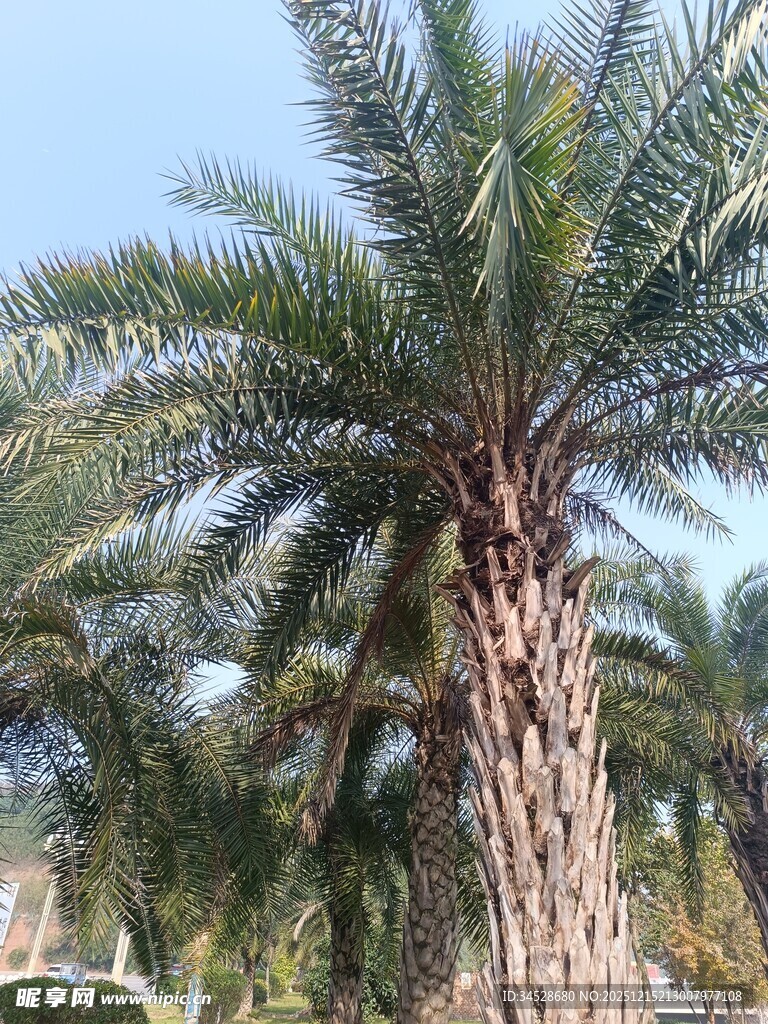 高大棕榈树 