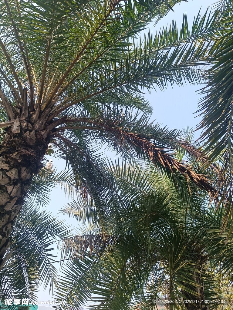 高大棕榈树 