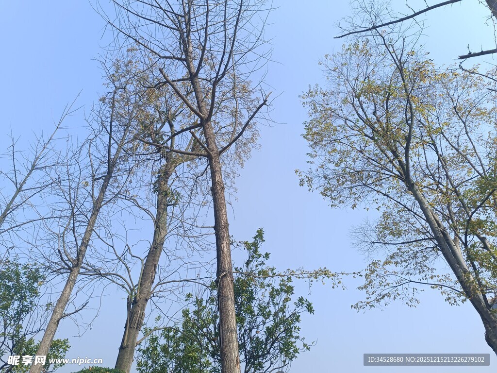 蓝天映衬下的挺拔树木