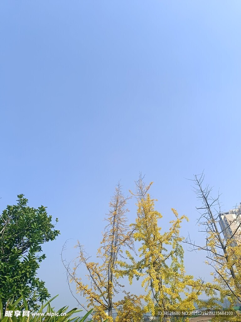 蓝天映葱郁金黄树木