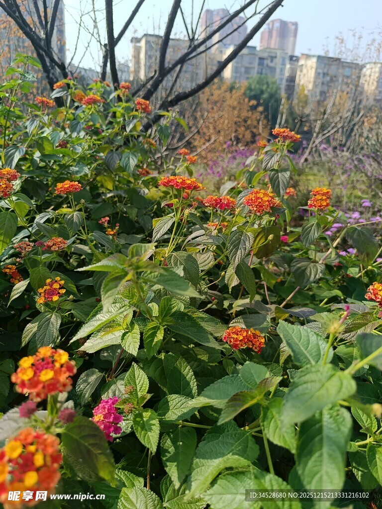 多彩花卉绽放于绿叶间