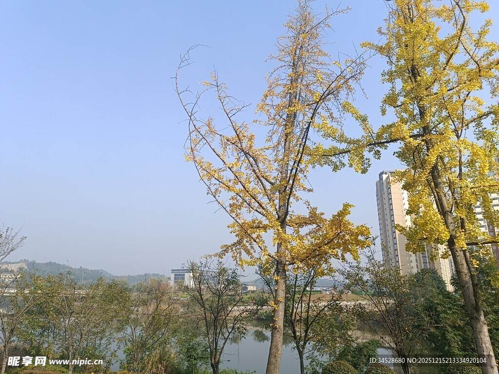 秋日湖畔金黄银杏树景
