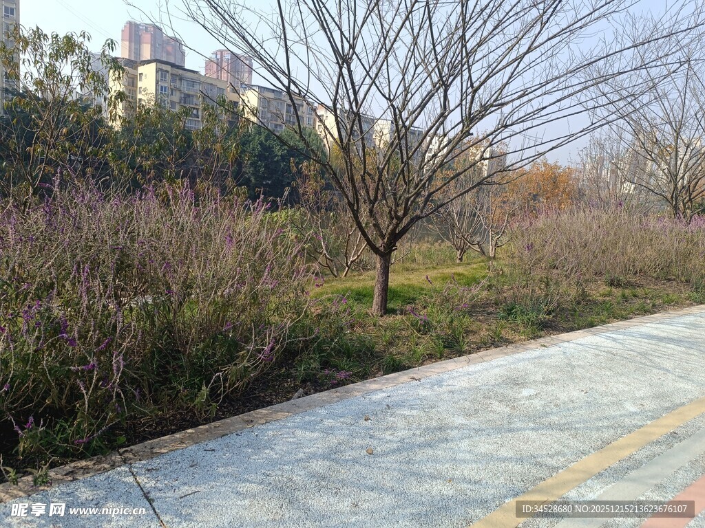 冬日城郊小路旁的光秃树木