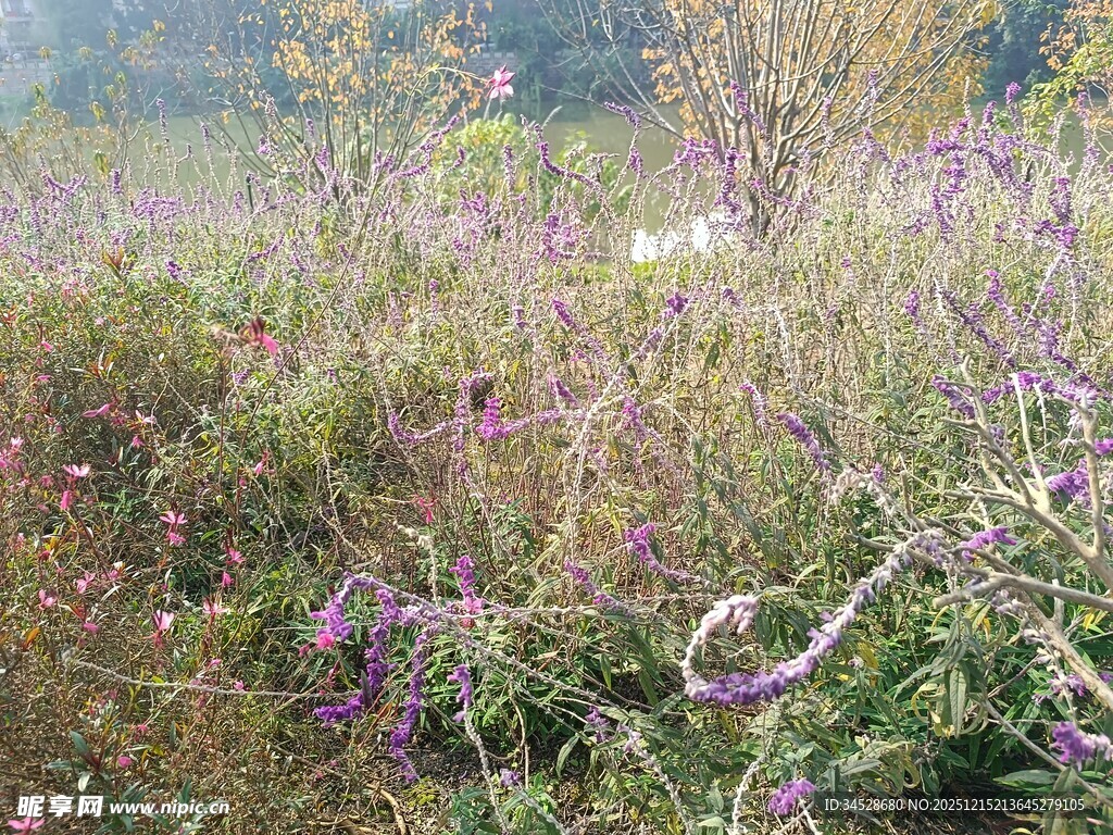 秋日野外繁茂花草景象