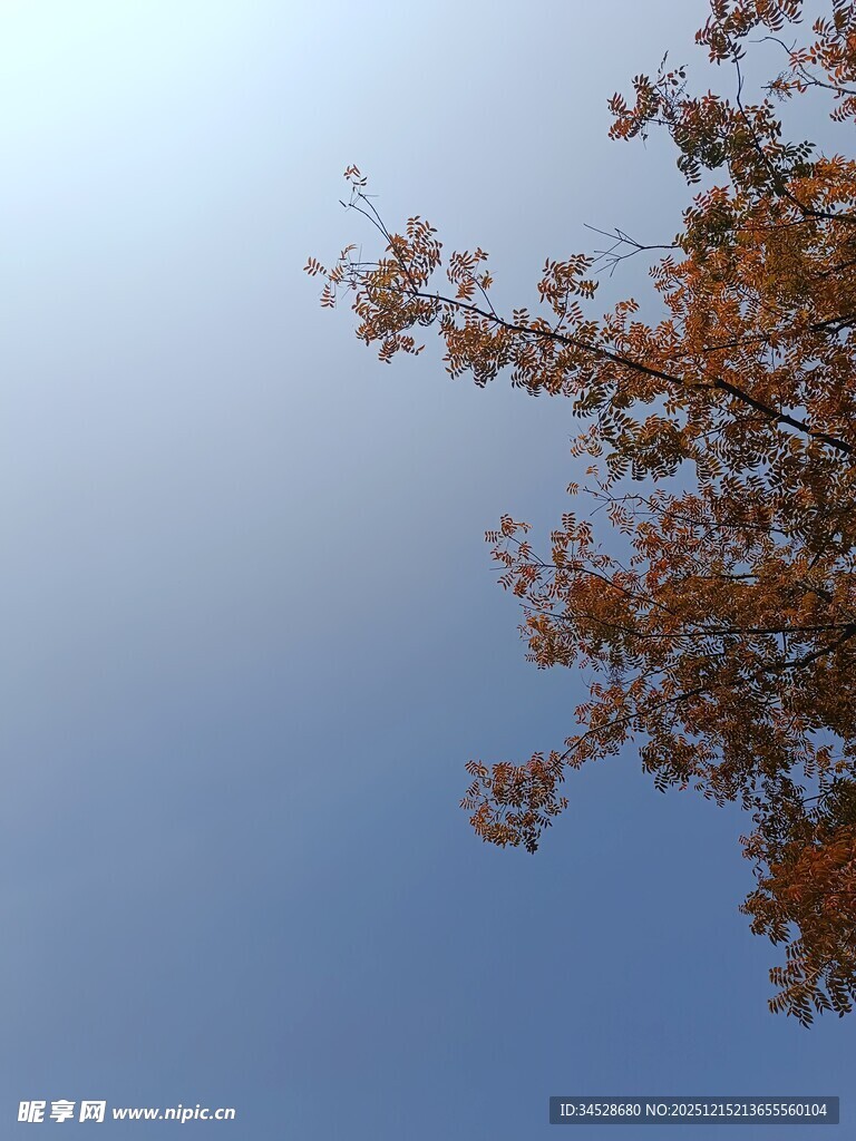 秋日树梢映蓝天