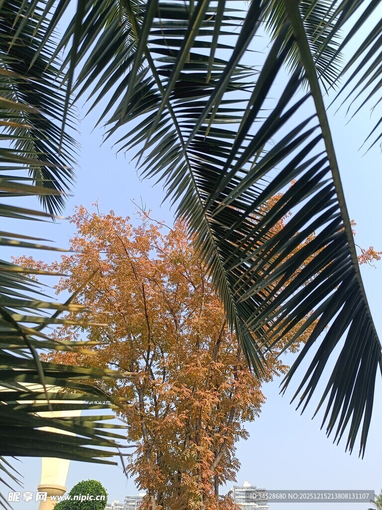 棕榈与秋叶下的天空