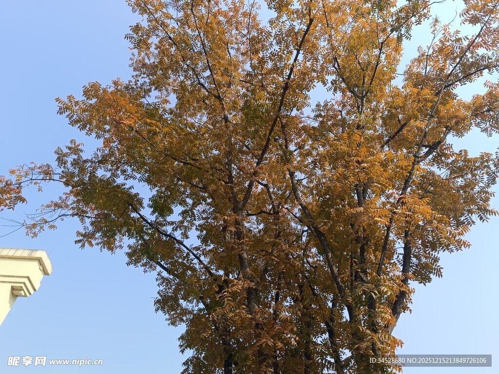 秋日金黄树叶的高大树木