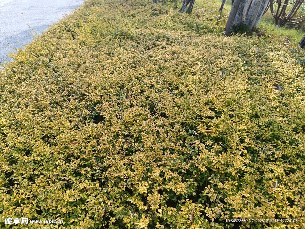 金黄落叶铺满地面景象