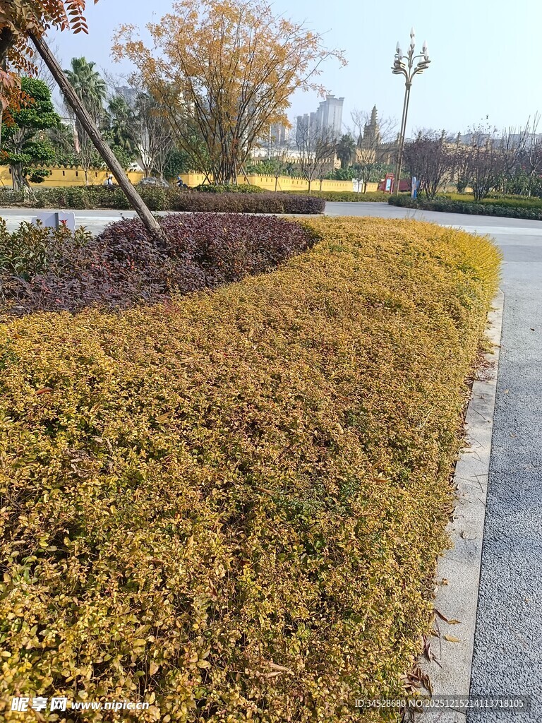 秋日路边金黄的低矮灌木丛