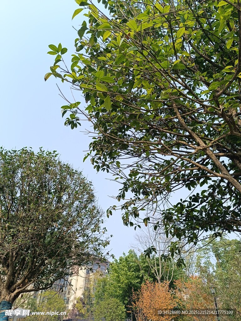 户外绿树蓝天景致