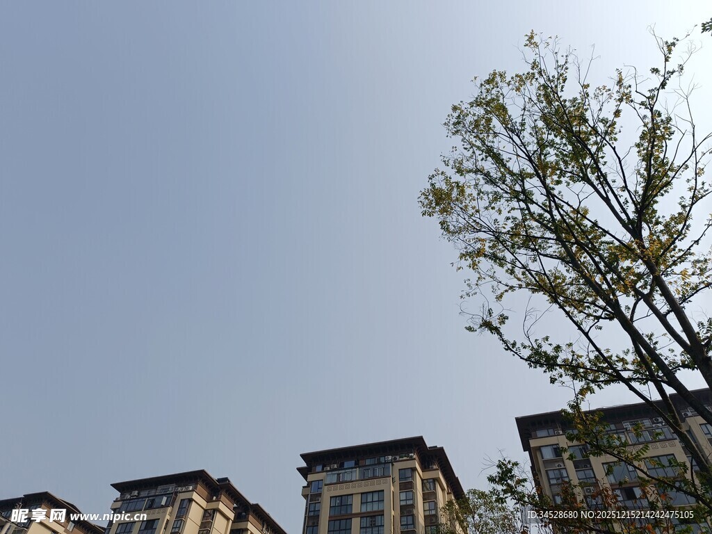 楼前树木与晴朗天空