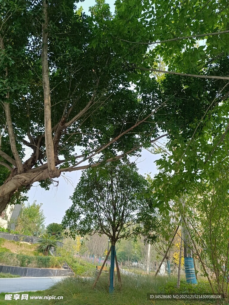 河畔绿树成荫的清新景致