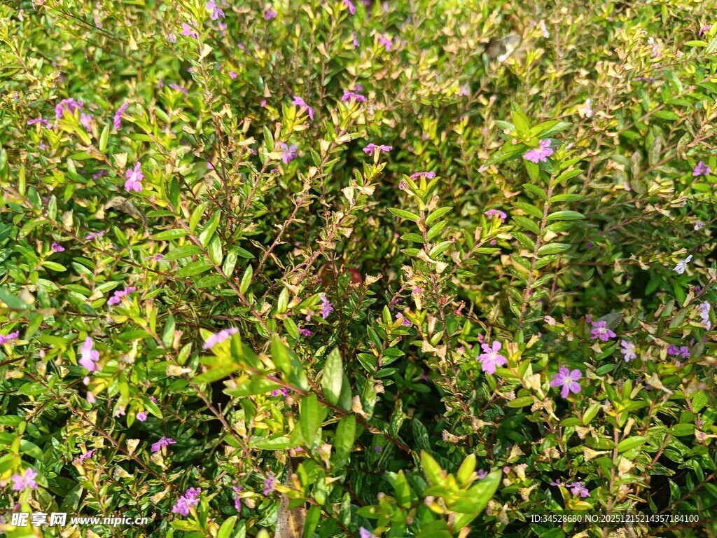 繁茂绿植中的紫色小花