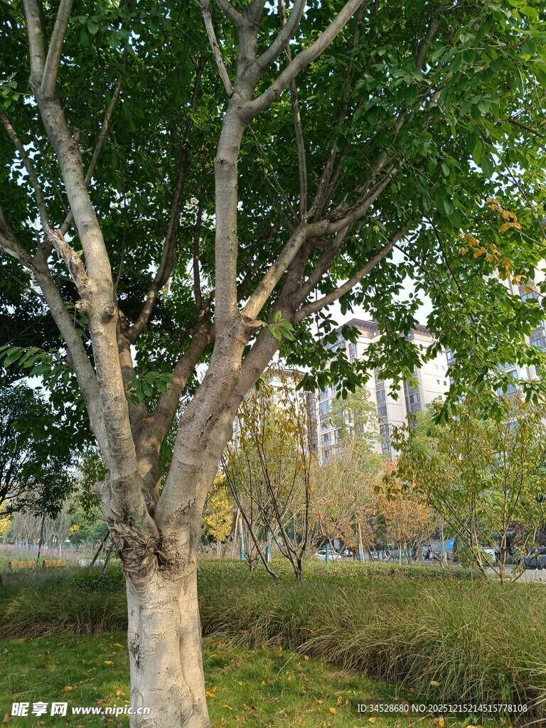 城市中茂盛的树木景观