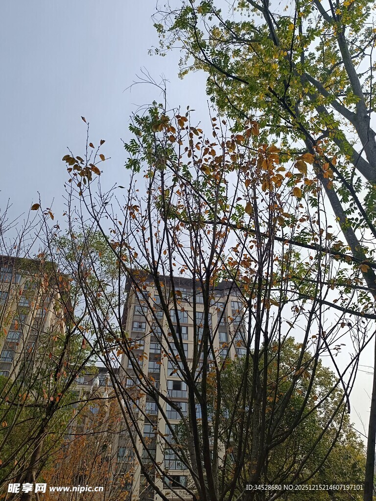 秋日树梢旁的古老建筑