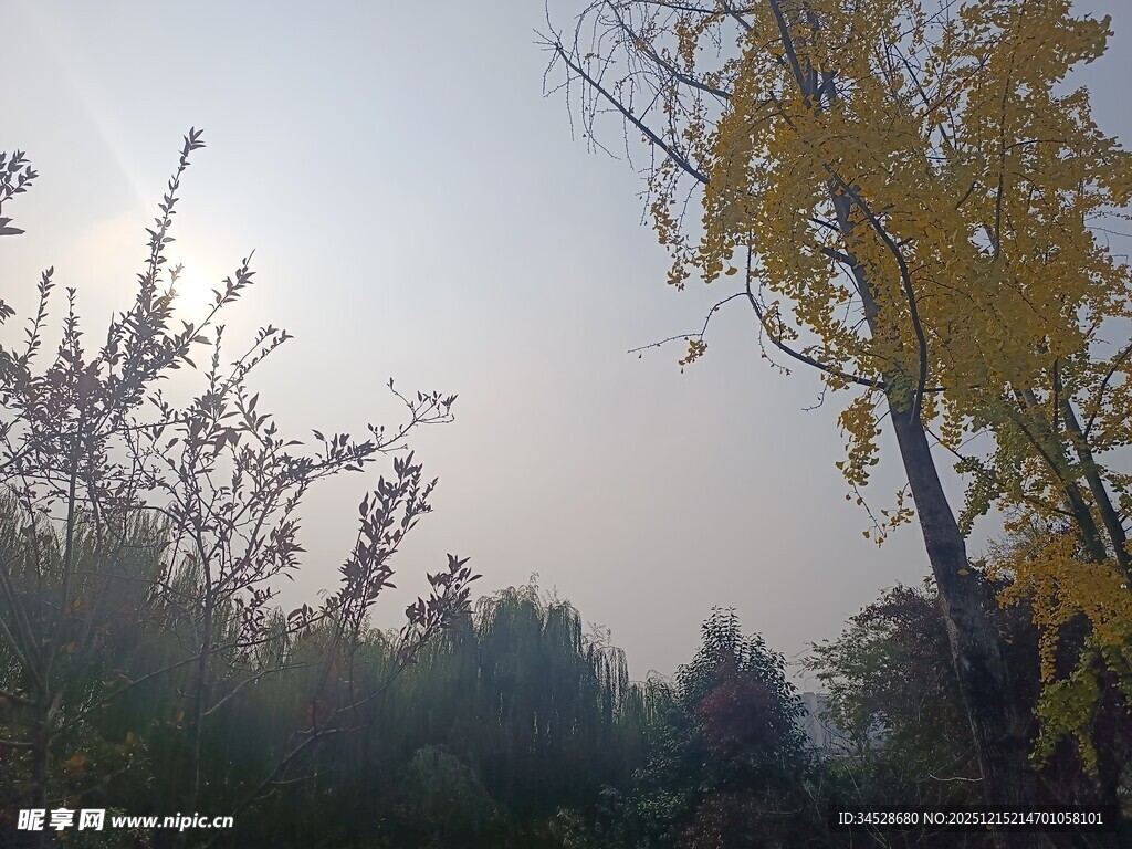 秋日晨景中的树木