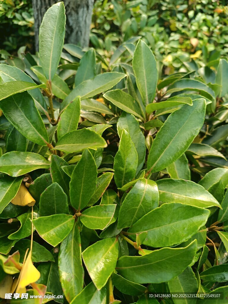 翠绿光泽的植物叶片特写