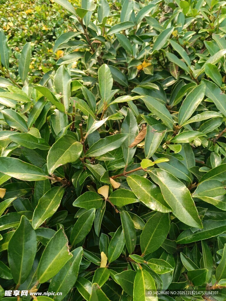 翠绿繁茂的植物叶片