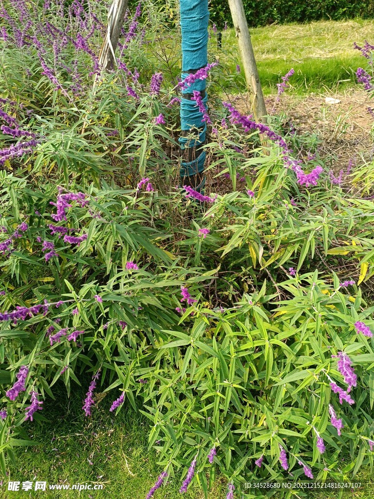 紫色花卉与绿植景观