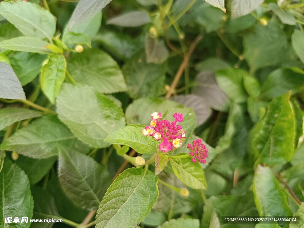 绿叶丛中娇艳的粉色小花