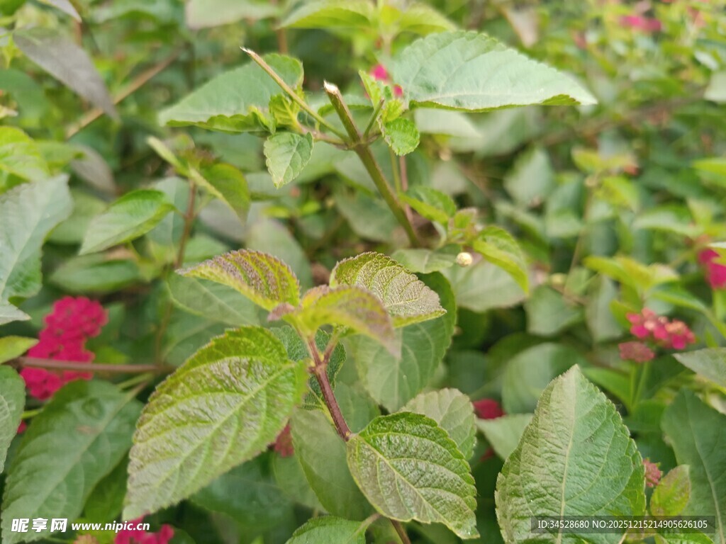 绿叶间点缀的娇艳红花