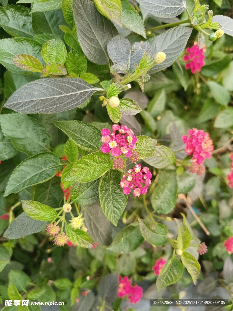 绿叶间的娇艳粉色花朵
