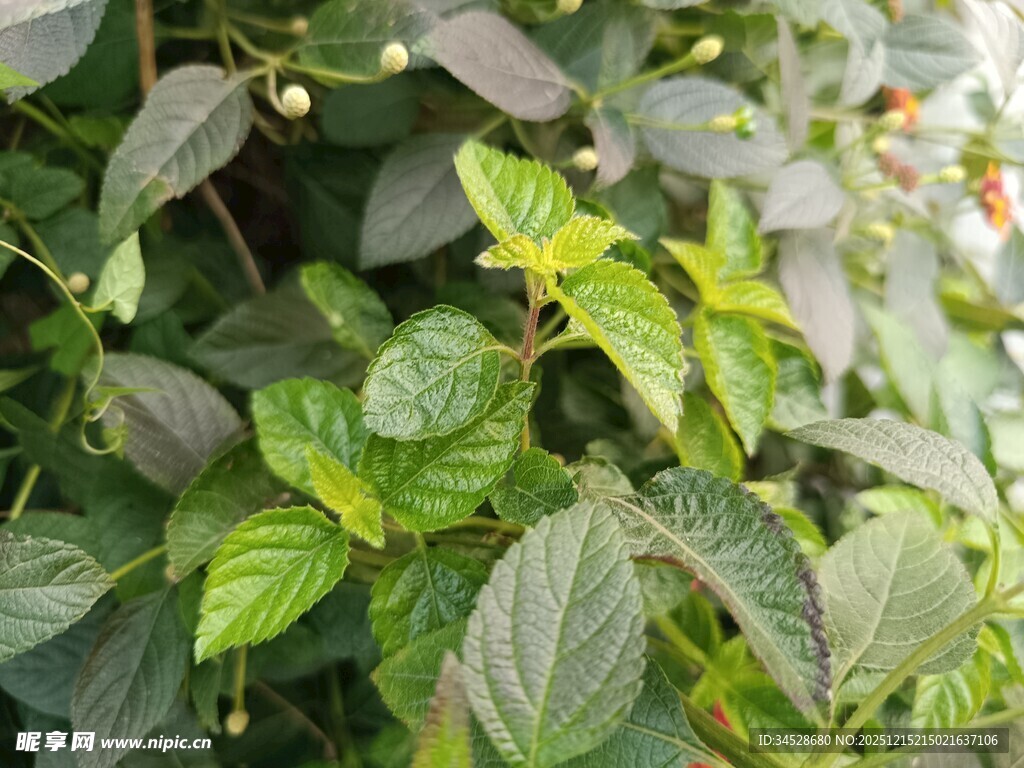 翠绿繁茂的植物叶片