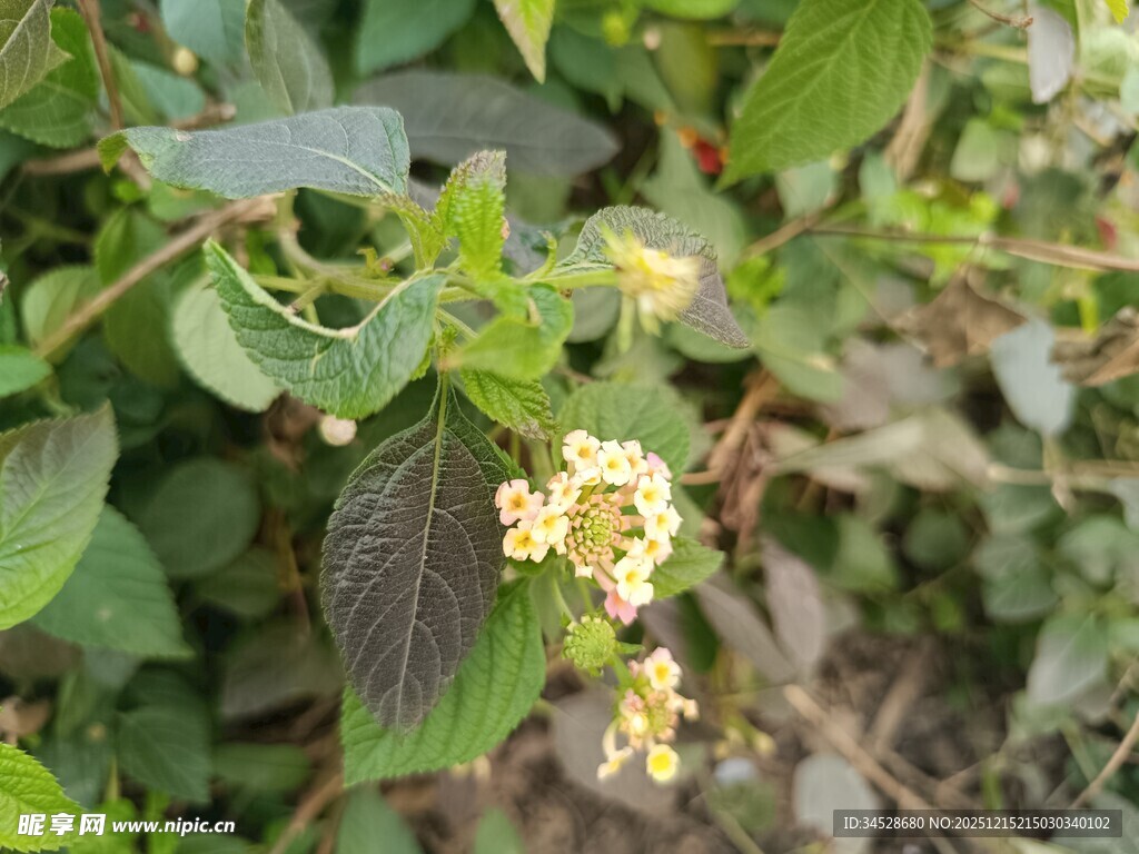 绿叶间的黄色小花