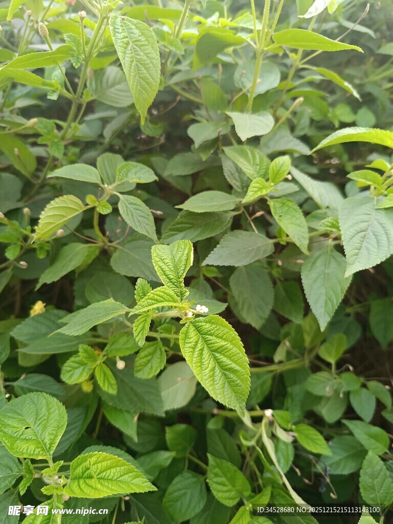 茂盛的绿色植物景观