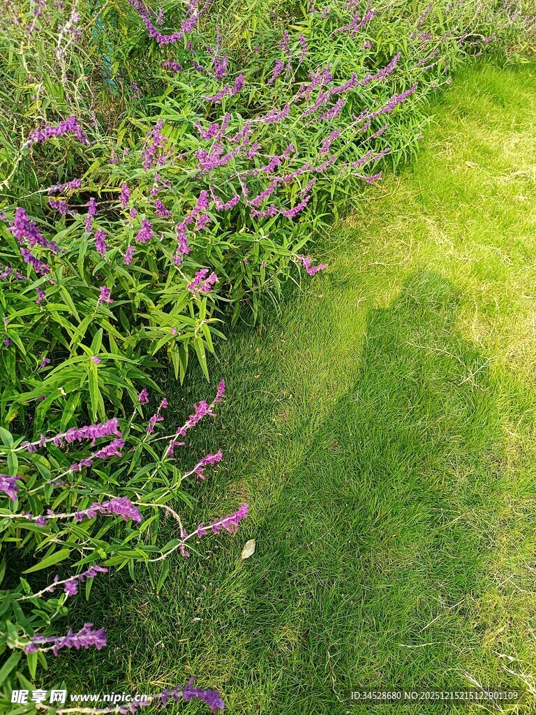 绿意盎然的花草小径