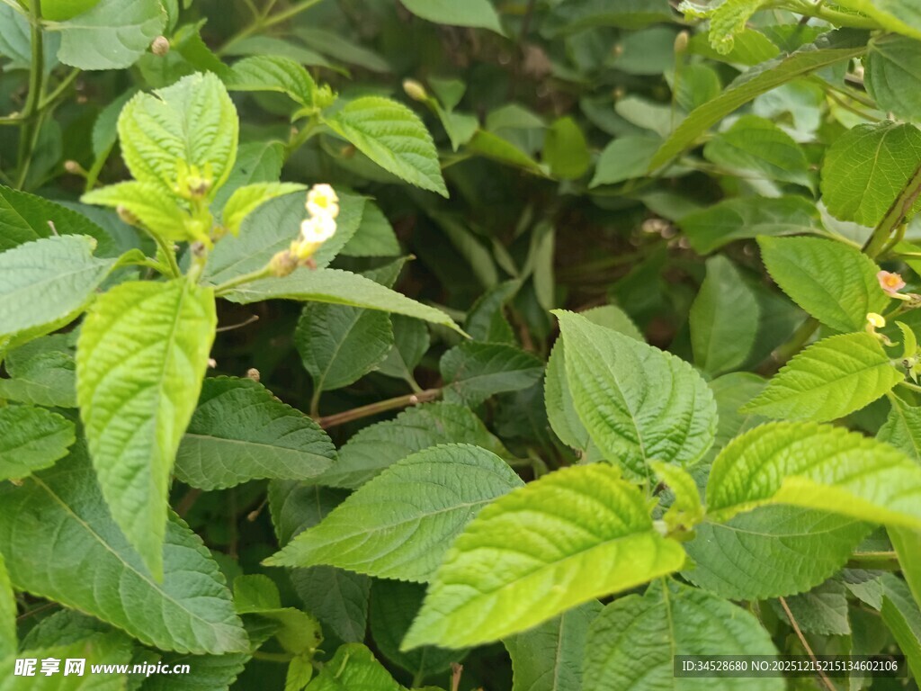 绿叶丛中的白色小花