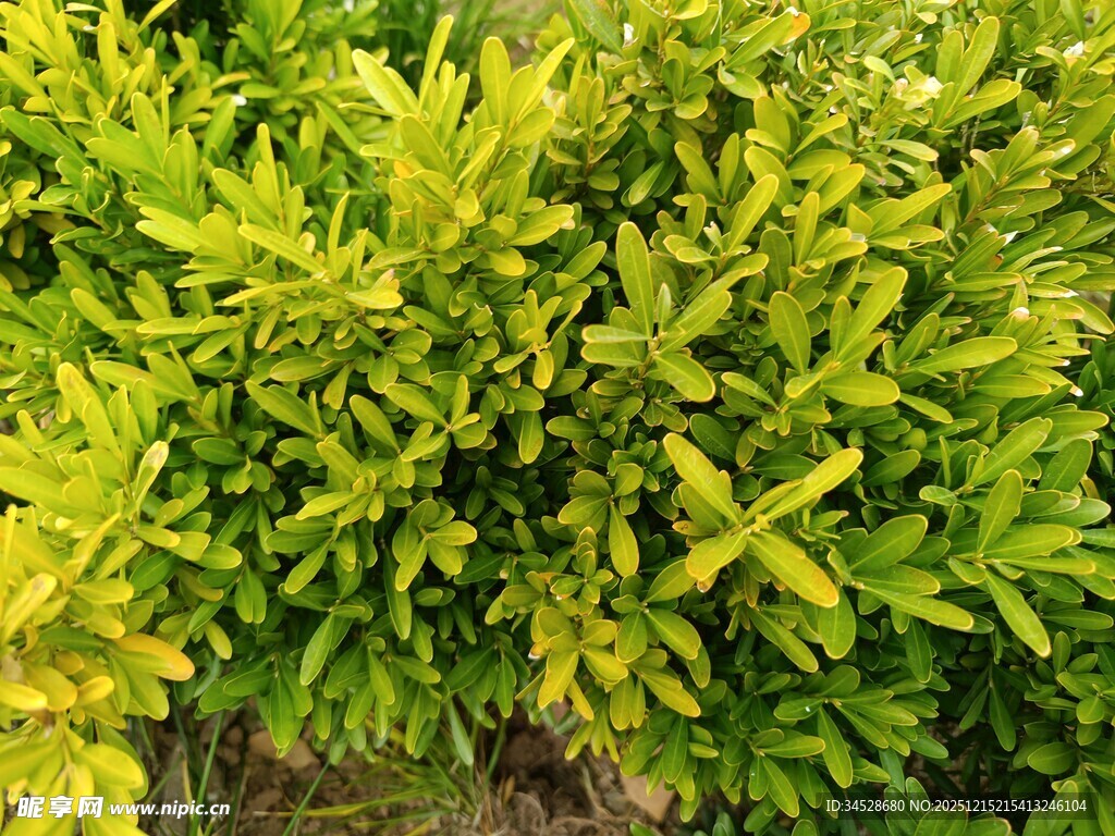 翠绿繁茂的灌木丛