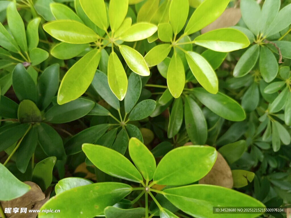 翠绿繁茂的鸭脚木叶片