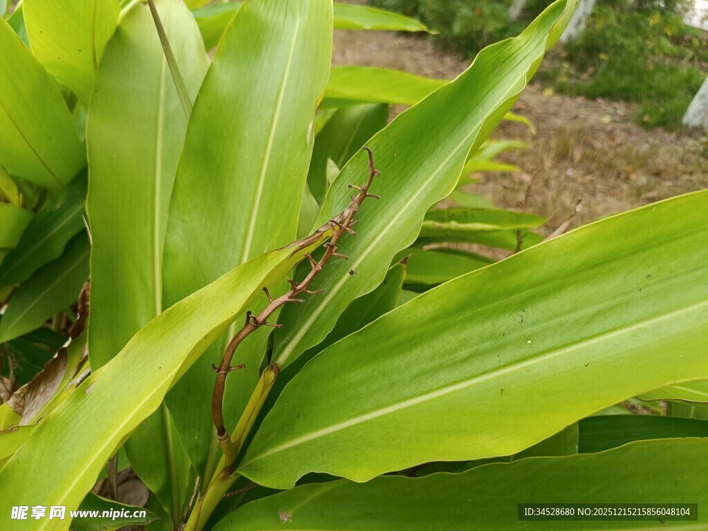 翠绿宽大的植物叶片