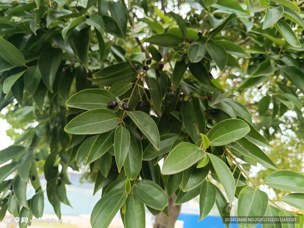 绿叶繁茂的树木特写
