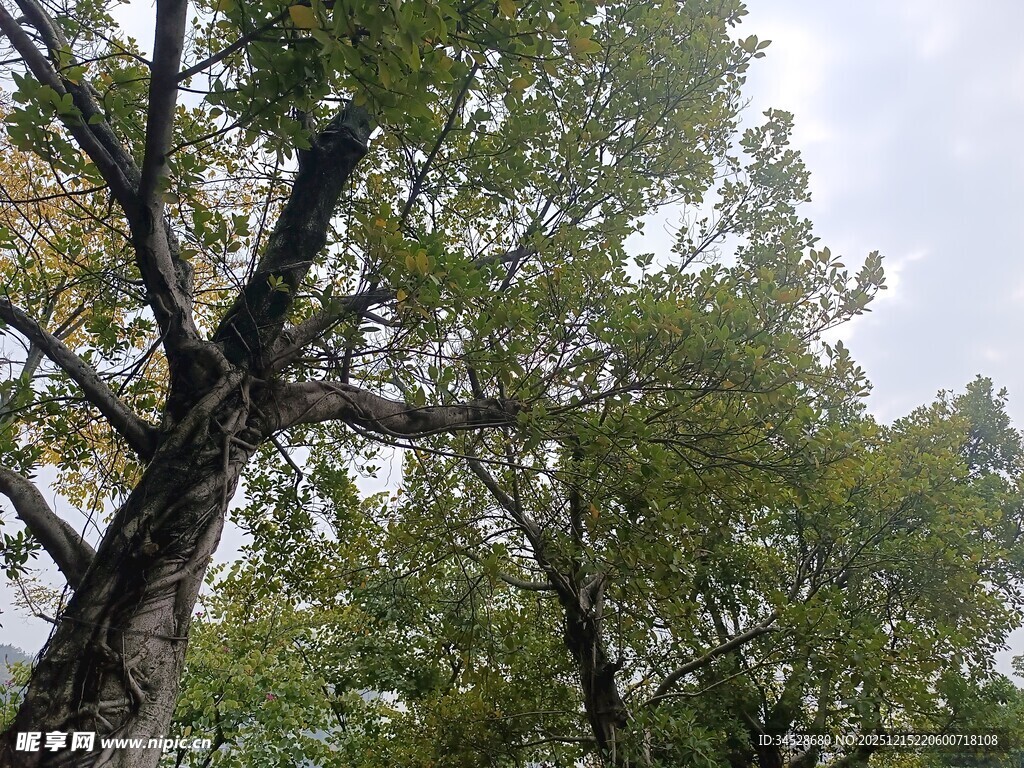 仰视茂密树林枝叶繁茂