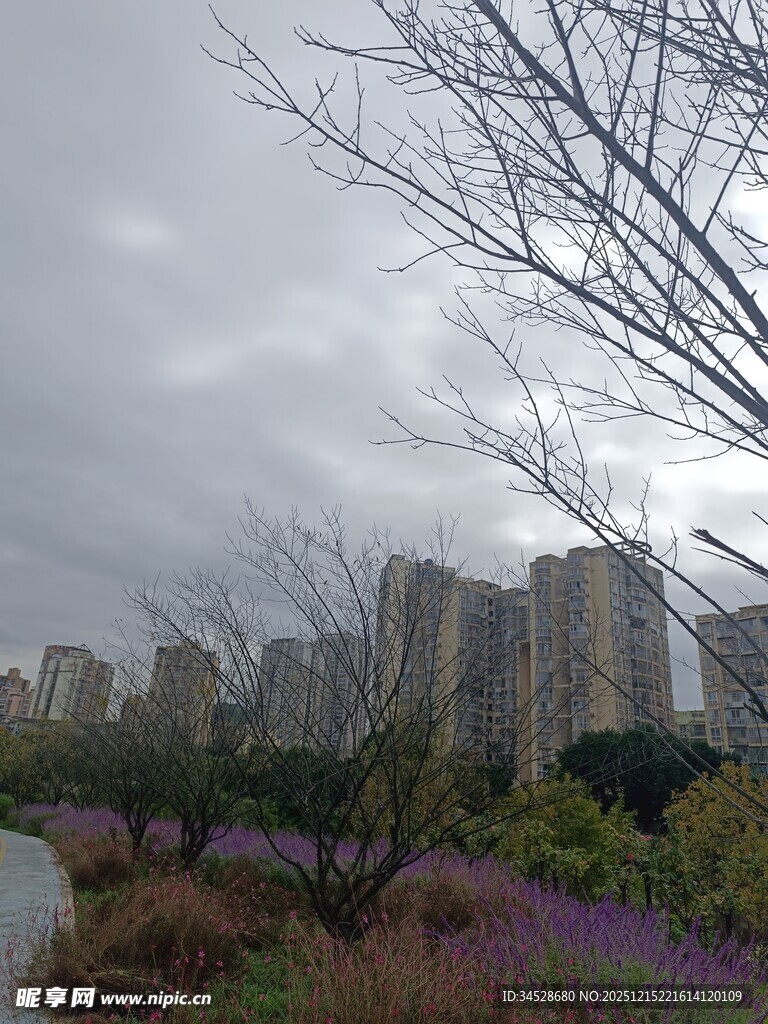城市中阴天下的花草与建筑