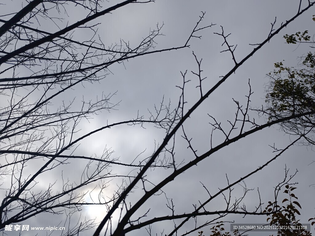 树枝映衬下的阴沉天空