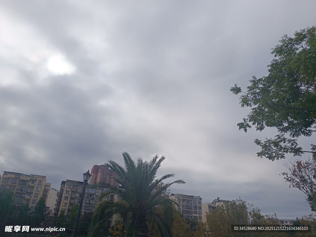 阴天城市中的树木与建筑