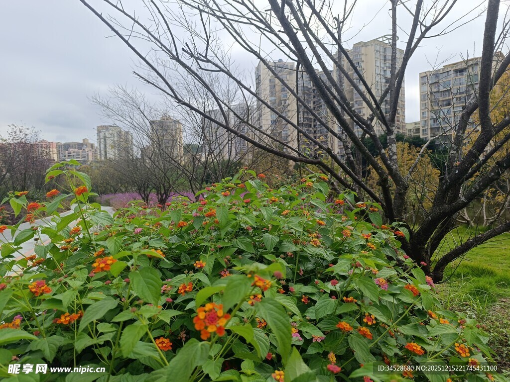 城市中绽放的多彩花卉